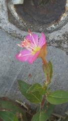 Oenothera rosea