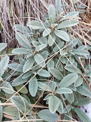 Brachyglottis revoluta