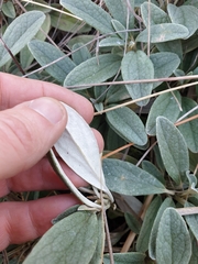 Brachyglottis revoluta