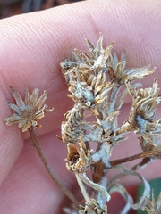 Brachyglottis revoluta