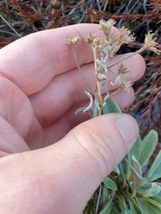 Brachyglottis revoluta