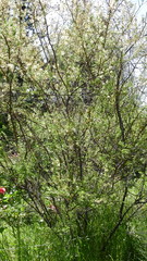 Mimosa farinosa