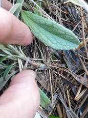 Brachyglottis revoluta