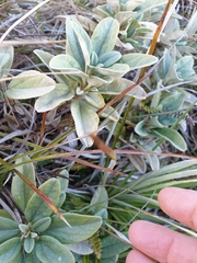 Brachyglottis revoluta