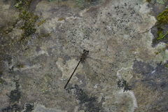 Eoargiolestes ochraceus