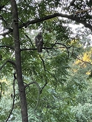 Buteo