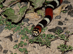 Micrurus baliocoryphus