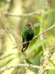 Lafresnaya lafresnayi