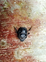 Dichotomius colonicus