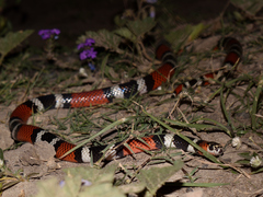 Micrurus baliocoryphus