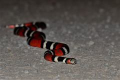 Micrurus baliocoryphus