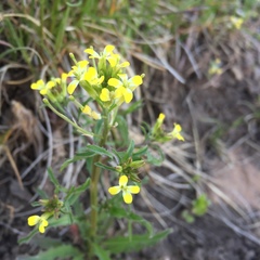 Erysimum repandum