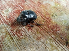 Dichotomius colonicus