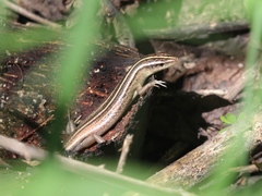 Emoia cyanura