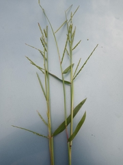 Urochloa platyphylla