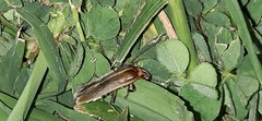 Photinus signaticollis