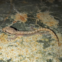 Lepidodactylus lugubris image