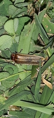 Photinus signaticollis