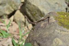 Caledoniscincus austrocaledonicus