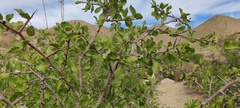 Prunus fremontii
