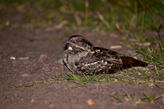 Systellura