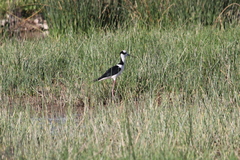 Himantopus mexicanus