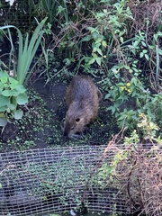 Myocastor coypus