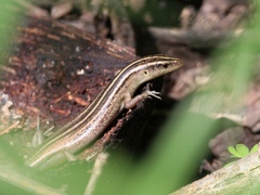 Emoia cyanura
