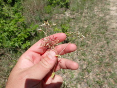 Cerastium brachypodum