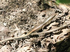 Emoia cyanura