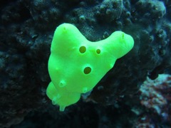 Leucetta chagosensis