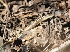 Emoia cyanura