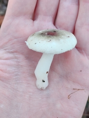 Russula betularum