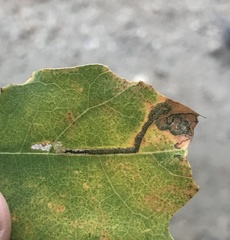 Stigmella saginella