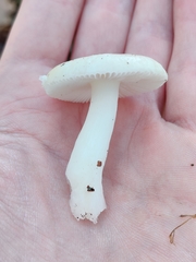 Russula betularum