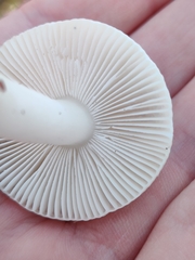 Russula betularum