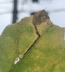 Stigmella saginella