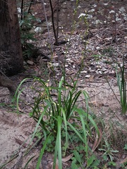 Libertia paniculata