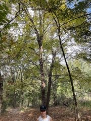 Tilia americana caroliniana