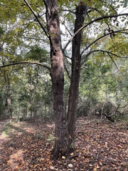 Tilia americana caroliniana