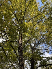 Tilia americana caroliniana