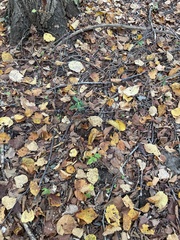 Tilia americana caroliniana