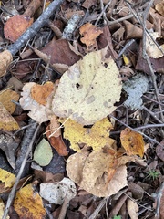 Tilia americana caroliniana