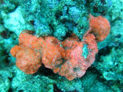 Polycitoridae