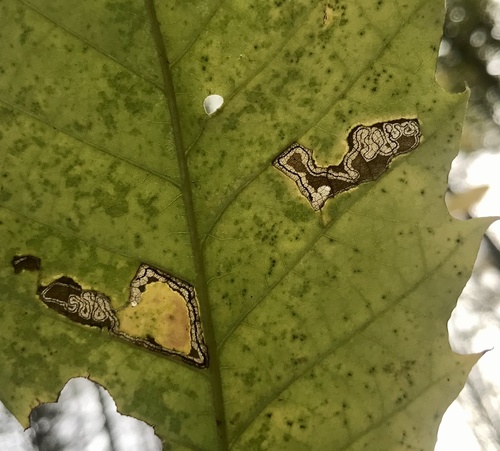 Stigmella castaneaefoliella
