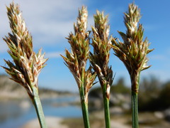 Carex mariposana