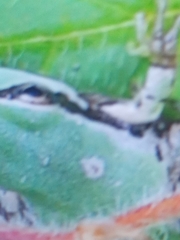 Hyla wrightorum