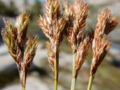 Carex mariposana