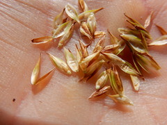 Carex mariposana