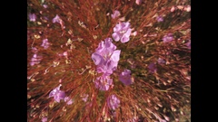 Agalinis plukenetii